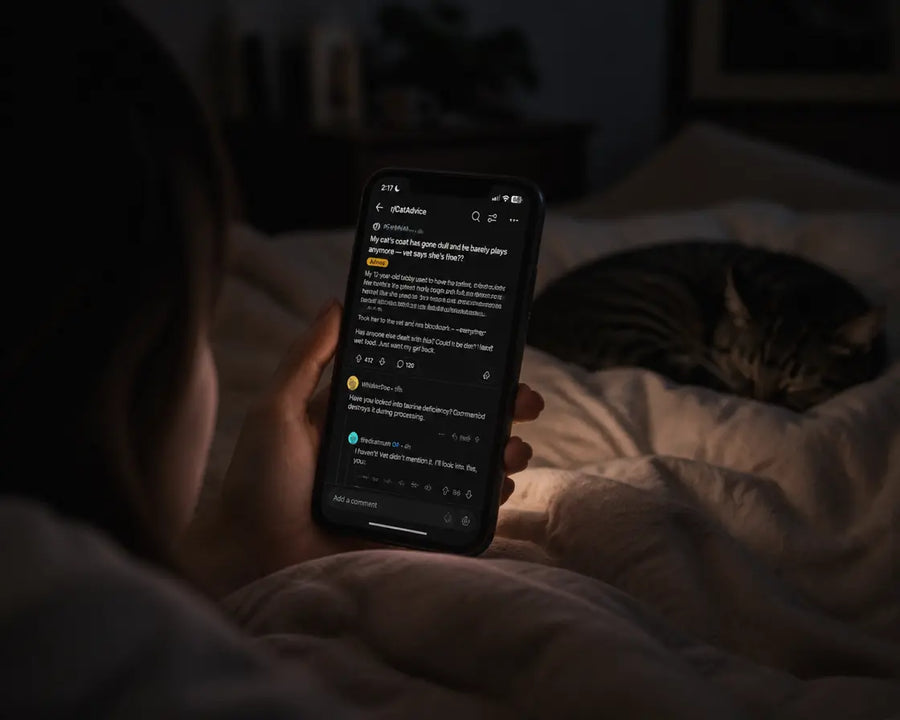 Recherches nocturnes sur la santé féline