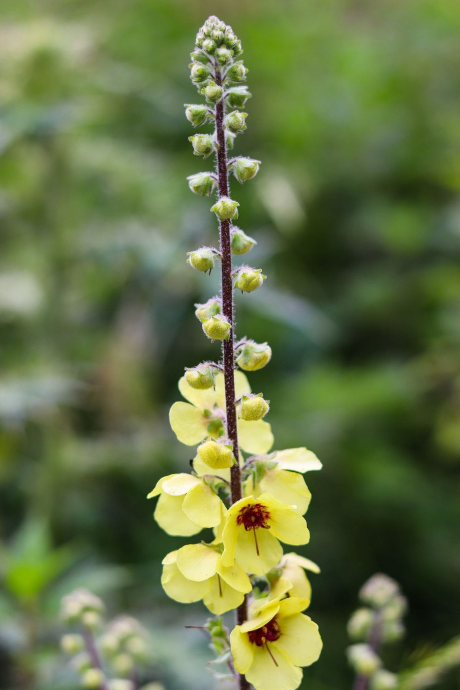 Fresh green mullein leaves