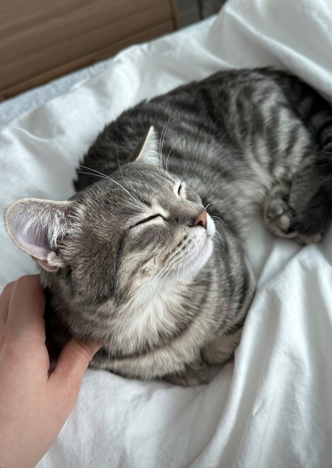 Customer's cat