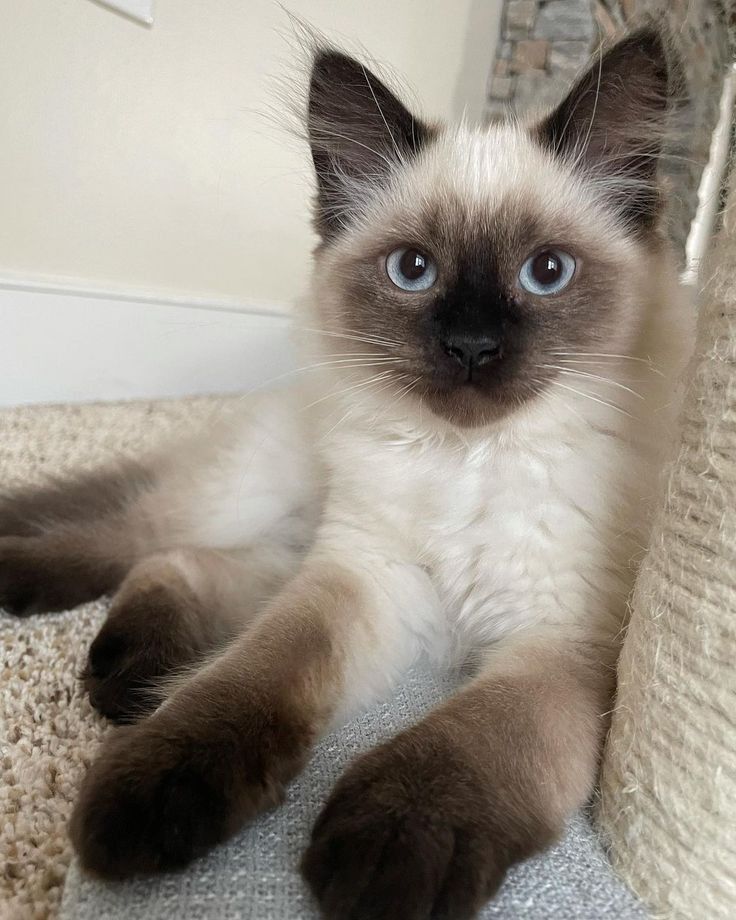 Customer's cat
